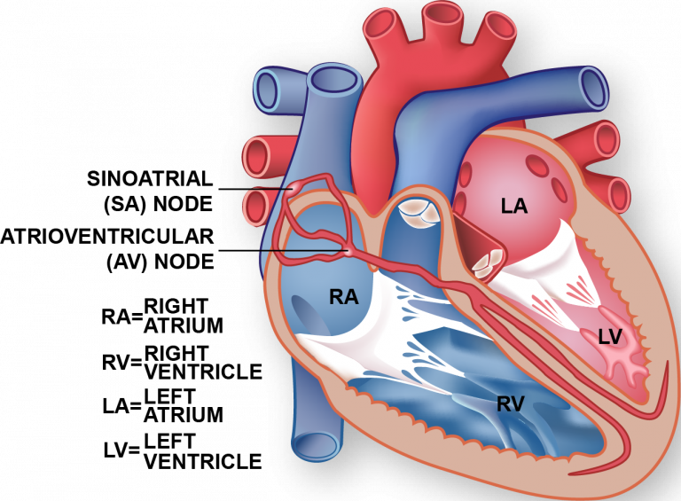 Conduction System | Iyo Texas Heart Institute®