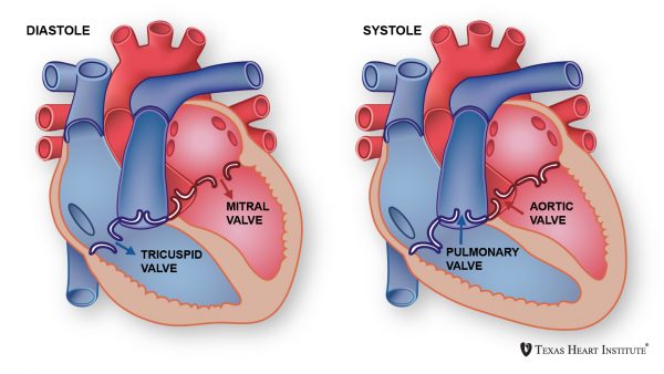 Heart Valves | The Texas Heart Institute