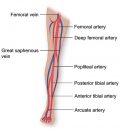 Vasculature of the Leg | The Texas Heart Institute