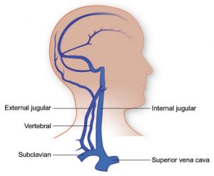 Vasculature of the Head | The Texas Heart Institute®