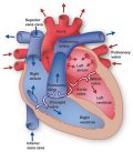 Heart Anatomy | The Texas Heart Institute®